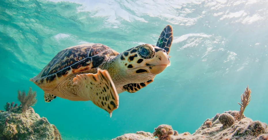 Turtle Watching Nassau — nadar con tortugas marinas en Bahamas