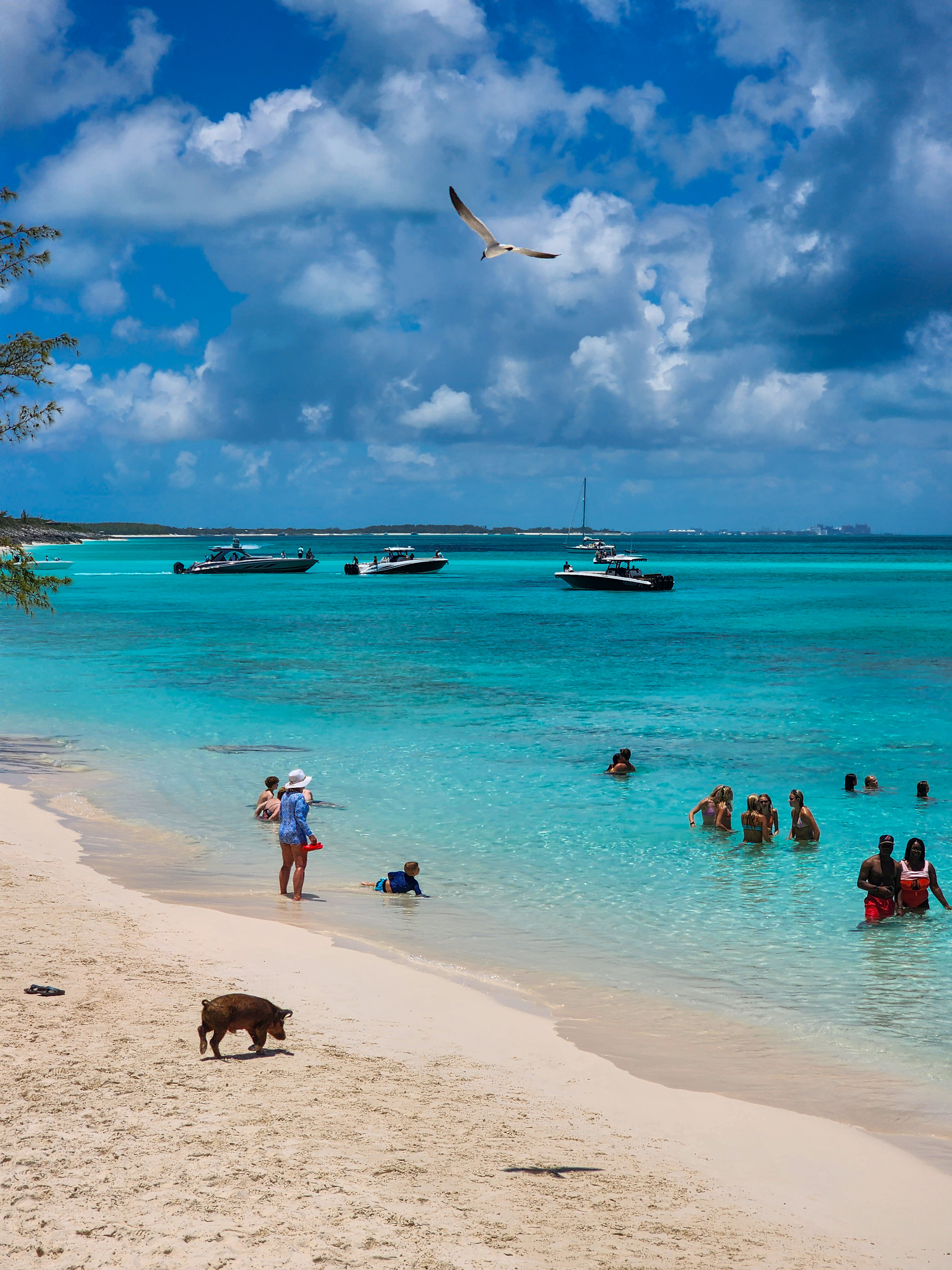Cerdos nadando en Pig Beach, Bahamas