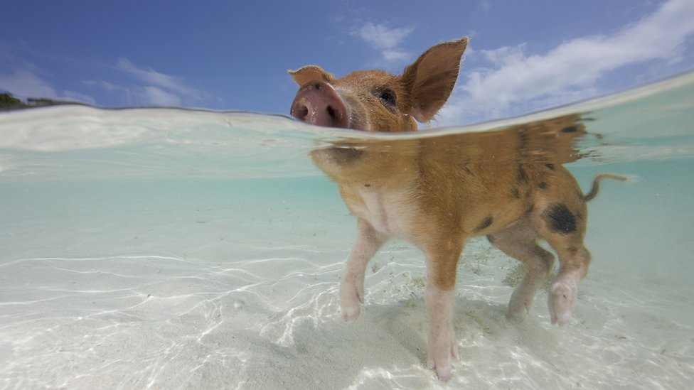Tour Premium en barco a Pig Beach Nassau